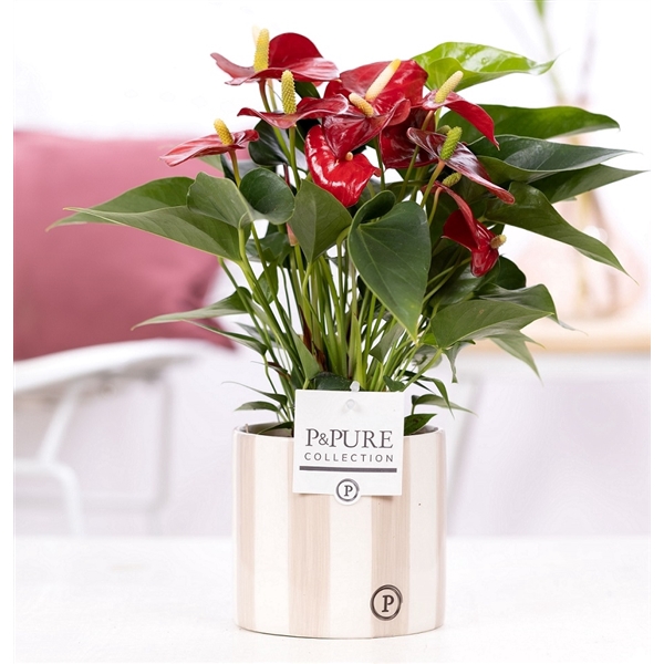 <h4>Anthurium red (Micra) in P&PURE Eline 2 cer. grey</h4>