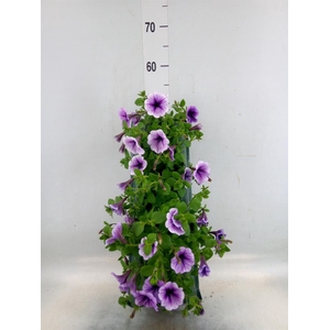 Perkplanten   ...sorted   [Bedding]