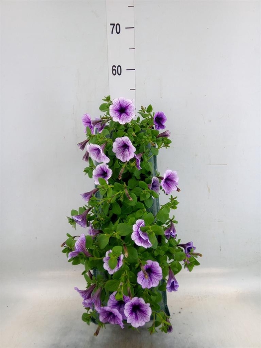 <h4>Perkplanten   ...sorted   [Bedding]</h4>