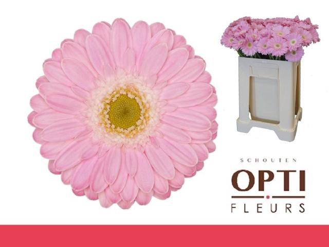 <h4>GE MI BABBLE</h4>