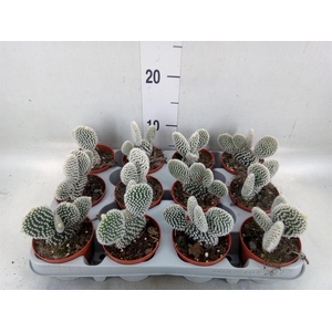 Opuntia microdasys 'Albispina'