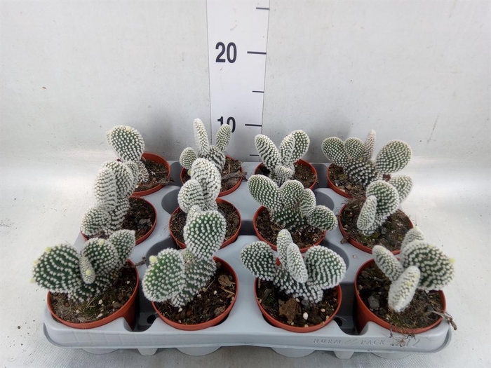 <h4>Opuntia microdasys 'Albispina'</h4>