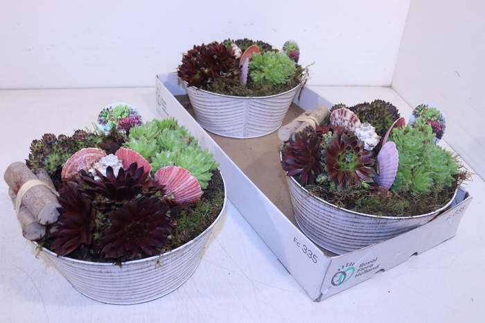 <h4>ARR SEMPERVIVUM</h4>