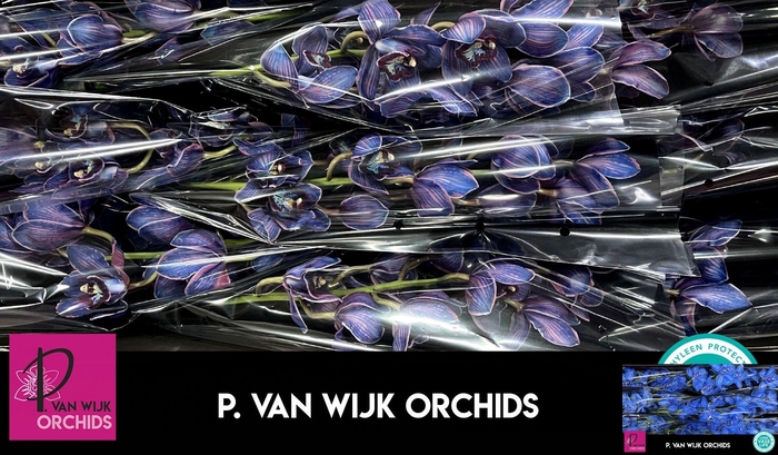 <h4>CYMB T KLB H%</h4>