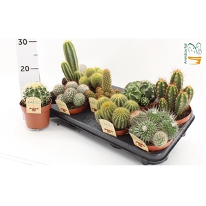 CACTUS GEM