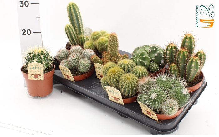 <h4>CACTUS GEM</h4>