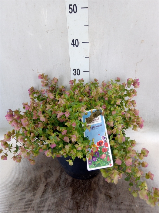 <h4>Origanum rotundif. 'Kent Beauty'</h4>