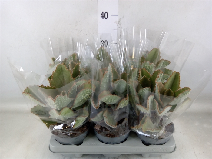<h4>Kalanchoe NF beharensis</h4>