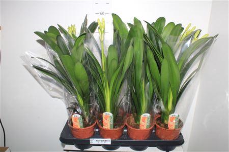 <h4>Clivia Mi</h4>