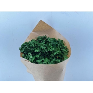 Pres Hydrangea Olive Green Bunch