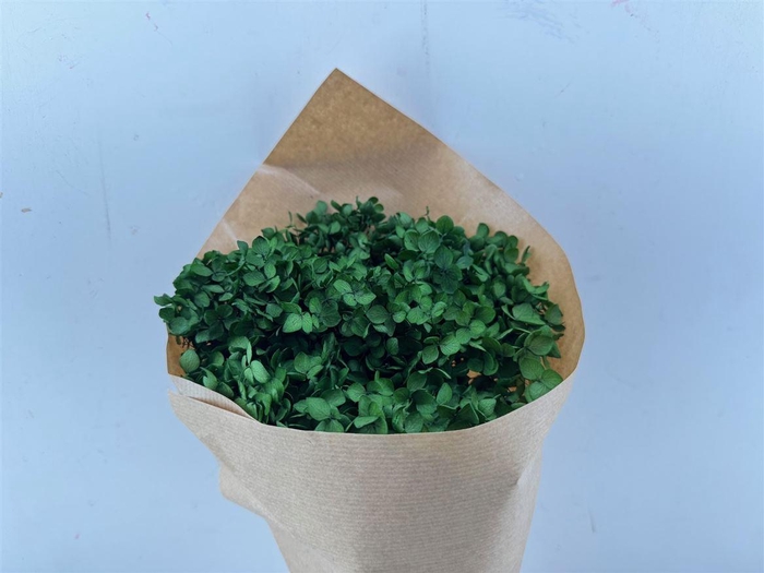 <h4>Pres Hydrangea Olive Green Bunch</h4>
