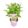 Buddleja Butterfly Candy Little Lil