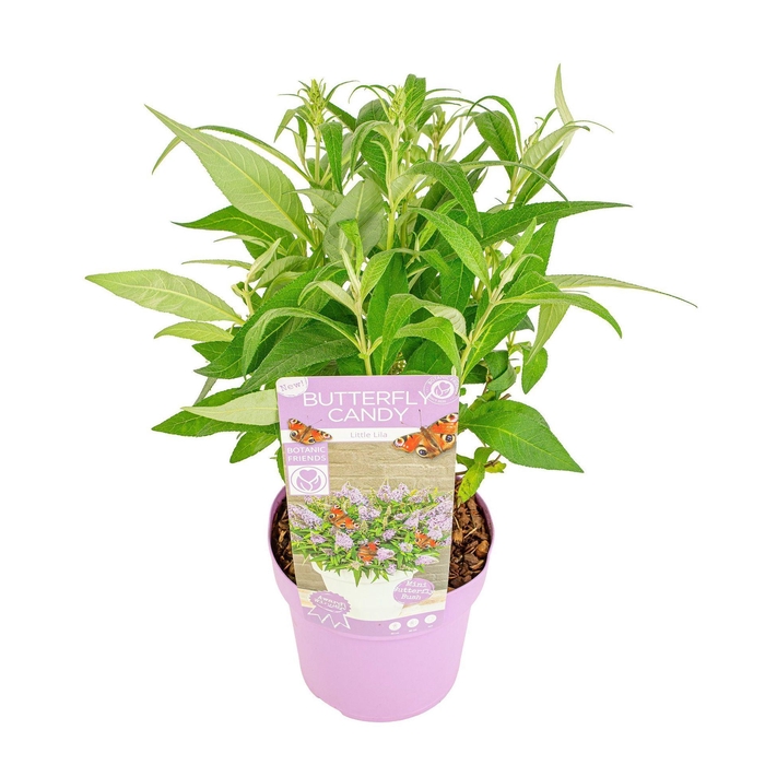 Buddleja Butterfly Candy Little Lil