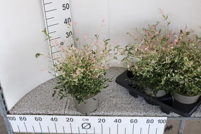 <h4>NAND DOMESTICA</h4>