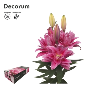 LI ROSELILY VIOLA 4+ Medium Decorum Box