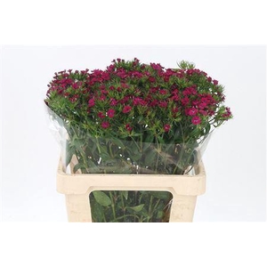 Di Barb Neon Cherise