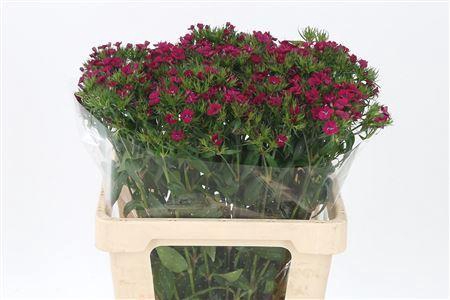 <h4>Di Barb Neon Cherise</h4>