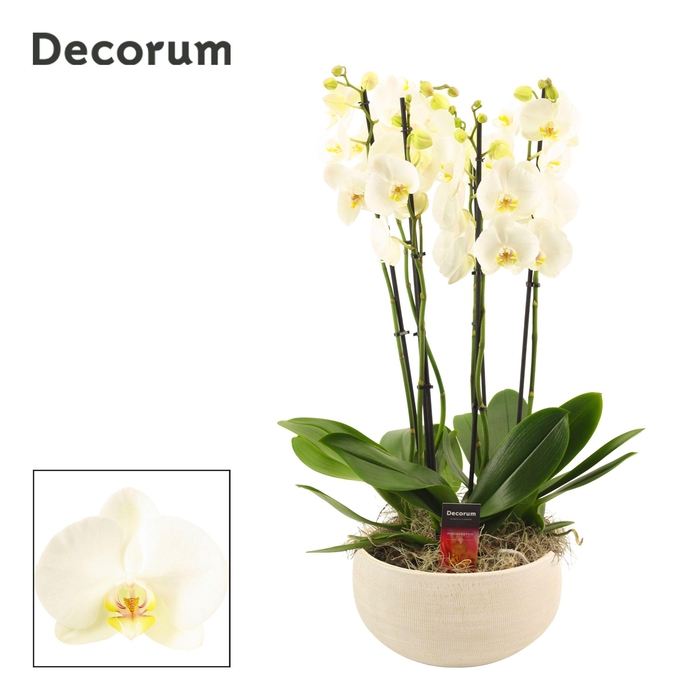 Nora 6 tak symphony white (Deco-collection)