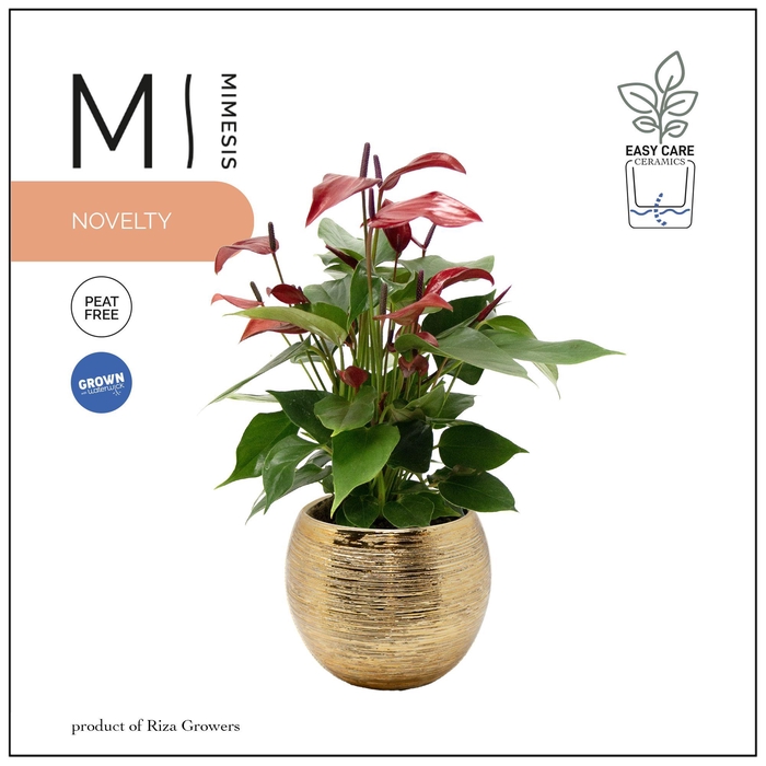 <h4>Mimesis Anthurium KARMA Lava - 12cm Brush Gold</h4>