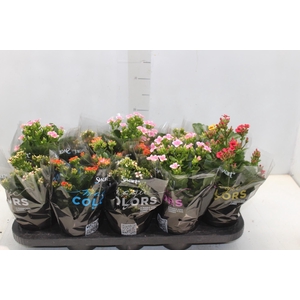 KALANCHOE P11 BICOLOR