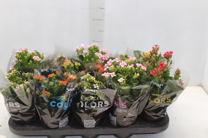 <h4>KALANCHOE P11 BICOLOR</h4>