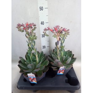 Echeveria  'Blue Prince'