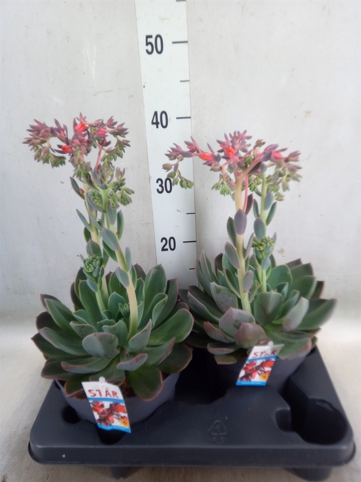 <h4>Echeveria  'Blue Prince'</h4>