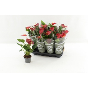 ANTHU AN SUCCESS RED