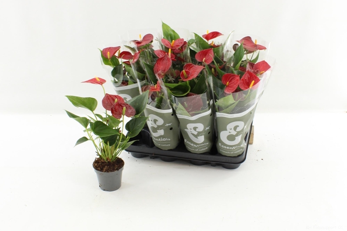 <h4>ANTHU AN SUCCESS RED</h4>