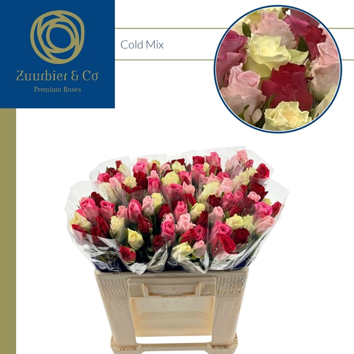 <h4>COLD MIX 50</h4>