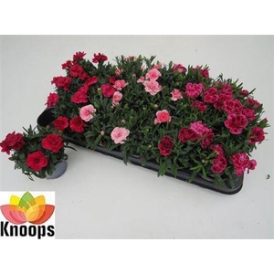 ** Dian Osc Gem * Spring Deal *