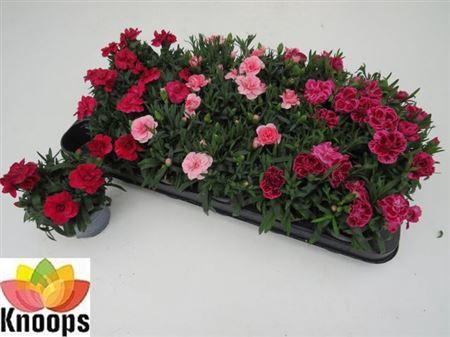 <h4>** Dian Osc Gem * Spring Deal *</h4>