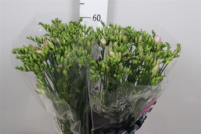 <h4>Fr Du Honeymoon</h4>