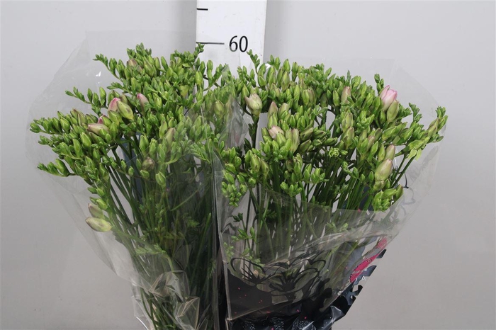 <h4>Fr Du Honeymoon</h4>