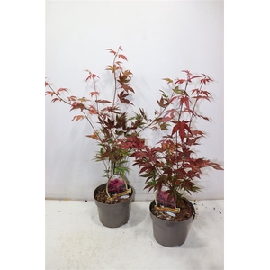 Acer Pa Atropurpureu