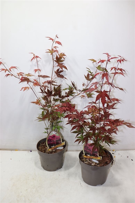 <h4>Acer Pa Atropurpureu</h4>