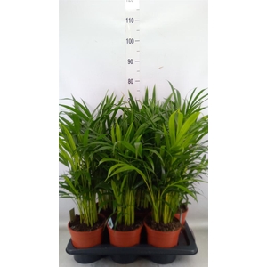 Dypsis lutescens   ...Chrysalidoca