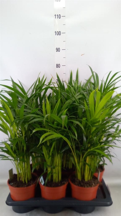 <h4>Dypsis lutescens   ...Chrysalidoca</h4>