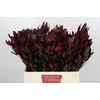 Leucadendron Saf Sunset Dark R.Spray