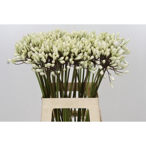 Agapanthus Barcelona