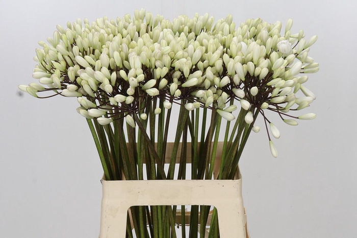 <h4>Agapanthus Barcelona</h4>