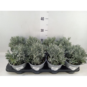 Lavandula angus.
