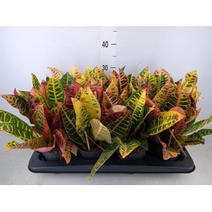 Codiaeum var. GR 'Petra'