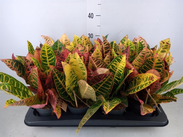 <h4>Codiaeum var. GR 'Petra'</h4>