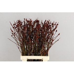 SALIX MELANOSTACHYS PER STEM 070CM