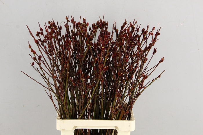 <h4>SALIX MELANOSTACHYS PER STEM 070CM</h4>
