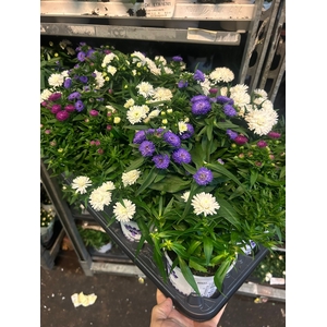 ASTER SHOWMASTER CARNAVAL P12