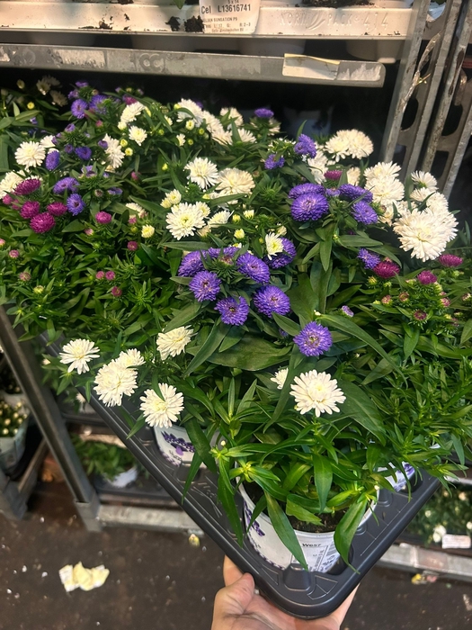 ASTER SHOWMASTER CARNAVAL P12