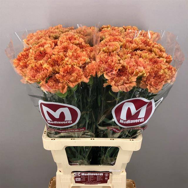 <h4>Dianthus st Dafne</h4>