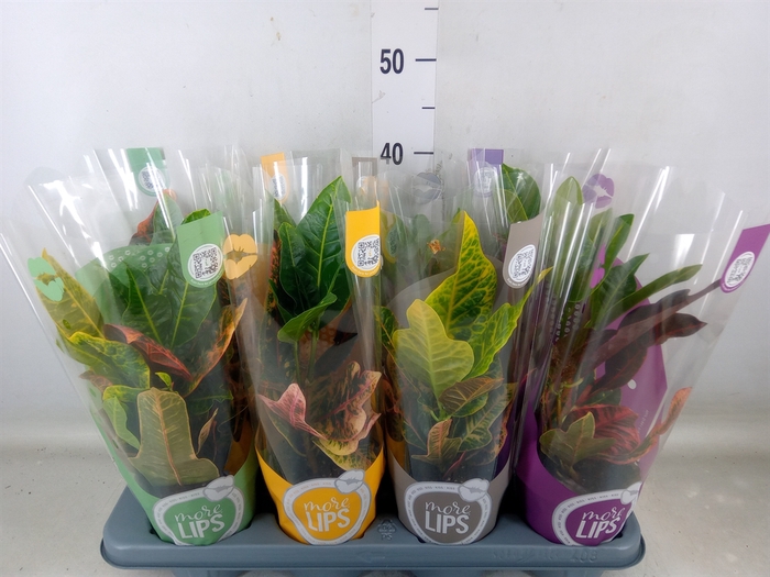 <h4>Codiaeum var. GR 'Excellent'</h4>